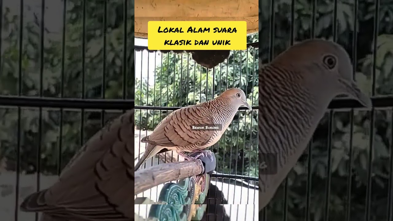 Perkutut Lokal Alam suara klasik dan unik