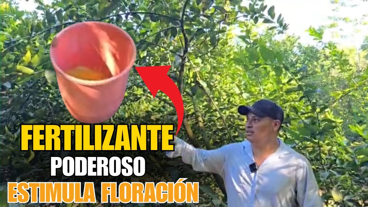 Cómo ESTIMULAR la FLOREACIÓN en CÍTRICOS de forma NATURAL y efectiva 👉