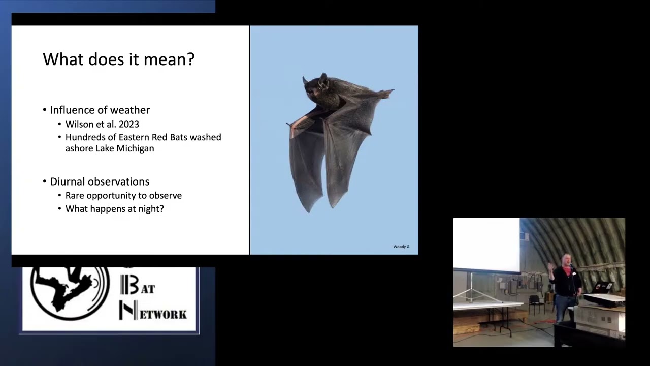 An Extrodinary Observation of Silver-Haired Bat Migration – Liam McGuire – OBN 2025