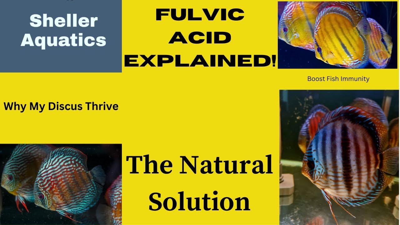 The Fulvic Acid Revolution: Transform Your Discus Aquarium Hobby Forever