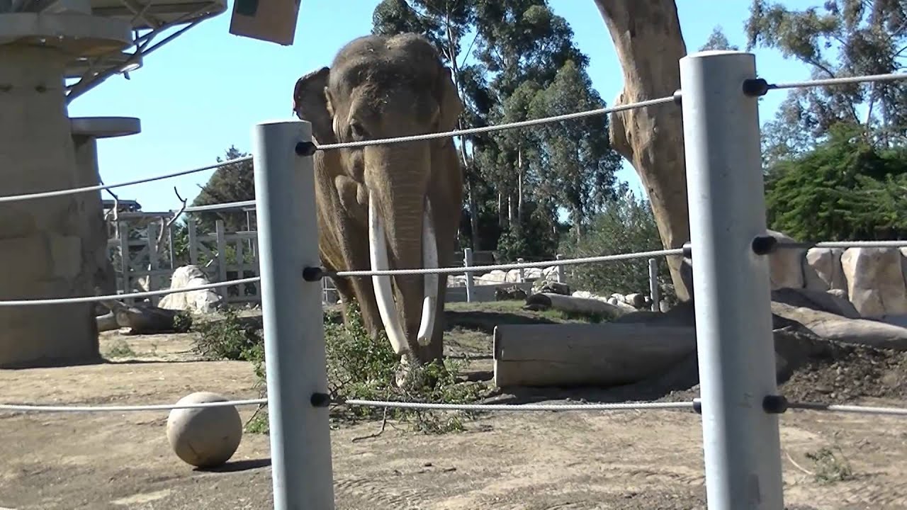 San Diego Zoo - The Elephants - 11 - 7 - 14