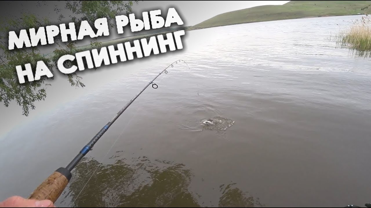 Рыбалка на спиннинг.  Отводной поводок на мирную рыбу. Ловлю подлещика,сорогу,окуня,уклейку и карася
