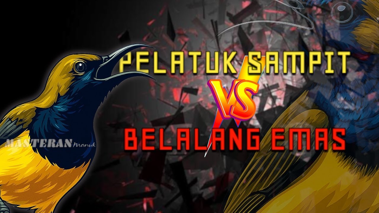 🔴 BARU! Masteran sogon pelatuk sampit vs belalang emas full materi tembakan #sogon   #sogongacor