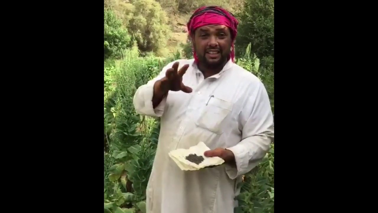 زراعة الخس 🥬