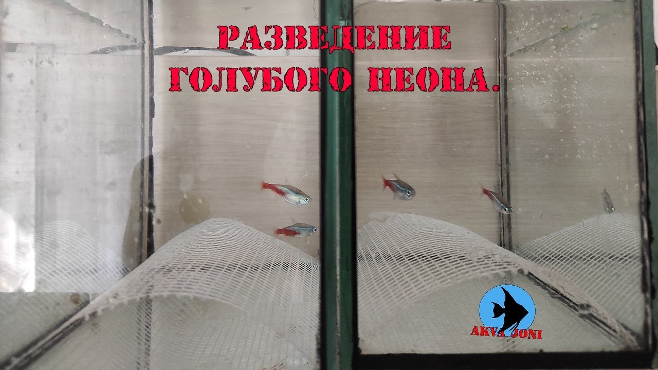 Разведение голубого неона.