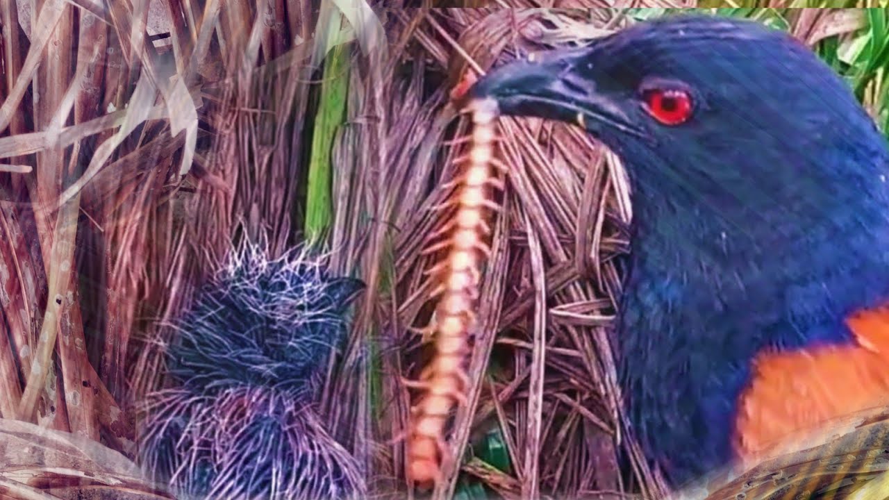 HEWAN BERACUN MERUBAH ANAK BURUNG MENJADI TRAUMA
