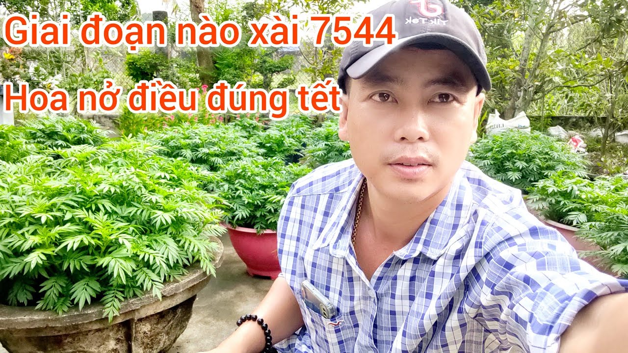 bông vạn thọ làm nụ sớm nụ trễ xử lý sao cho đúng kỹ thuật nuôi hoa tết