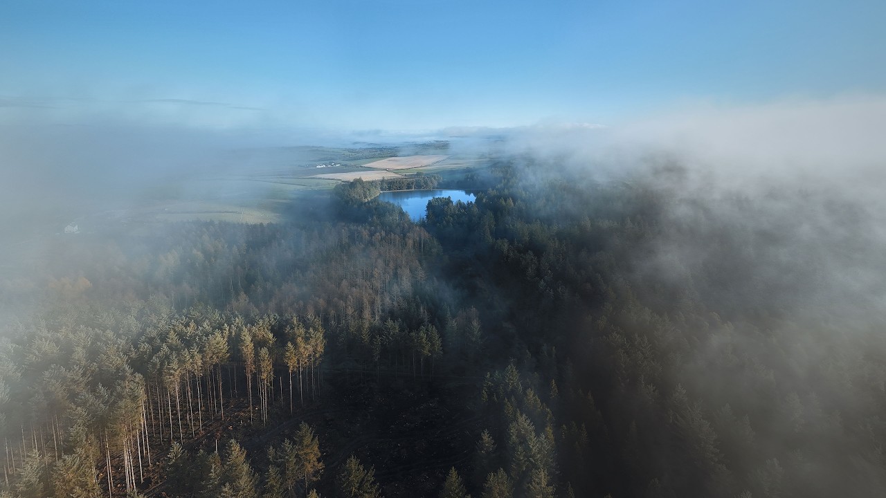 Where the Forest Disappears | Misty Woodland Meditation