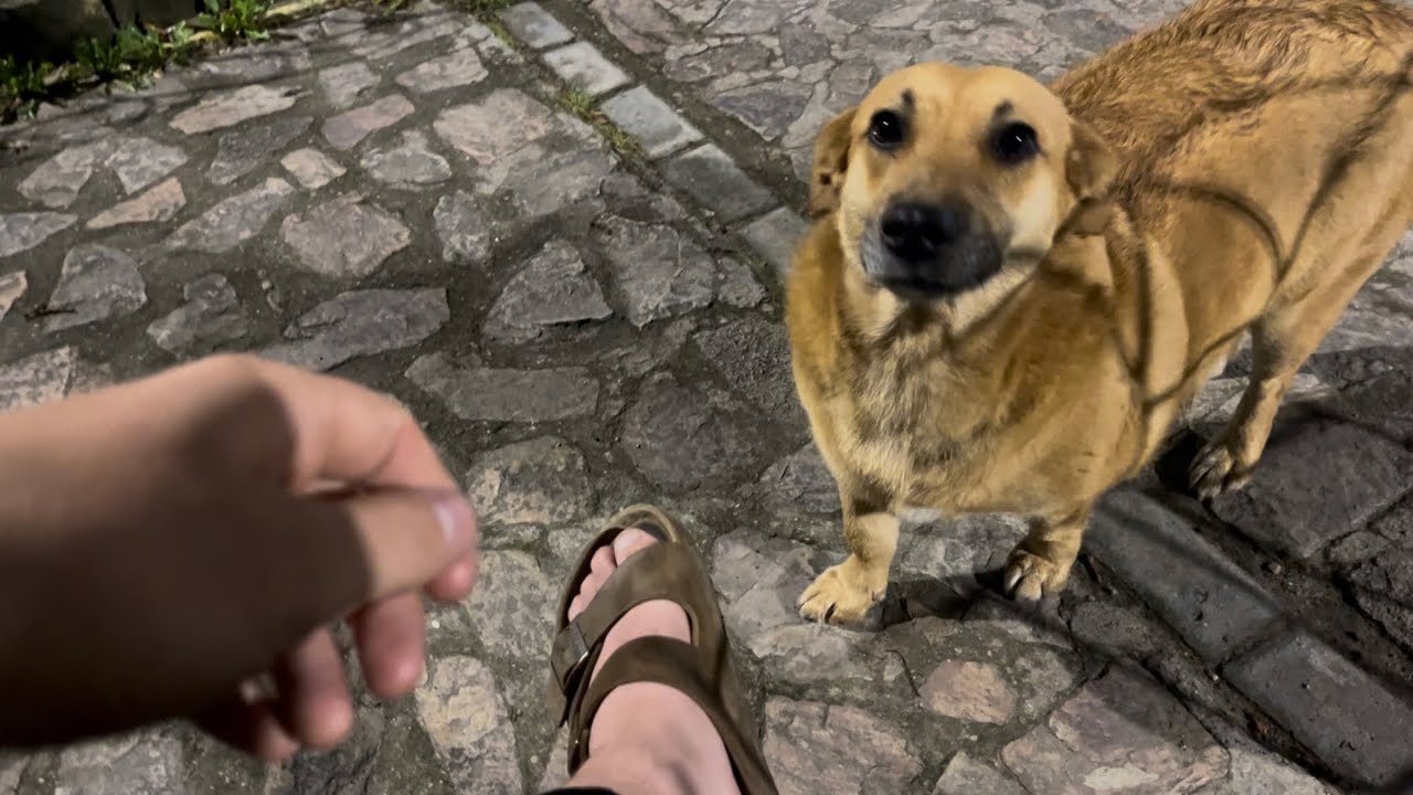 Is God a stray doG? Delusion Maxing your faith