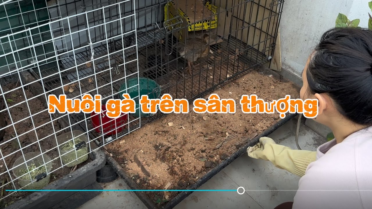 01 Nuôi gà trên sân thượng nhà phố 
