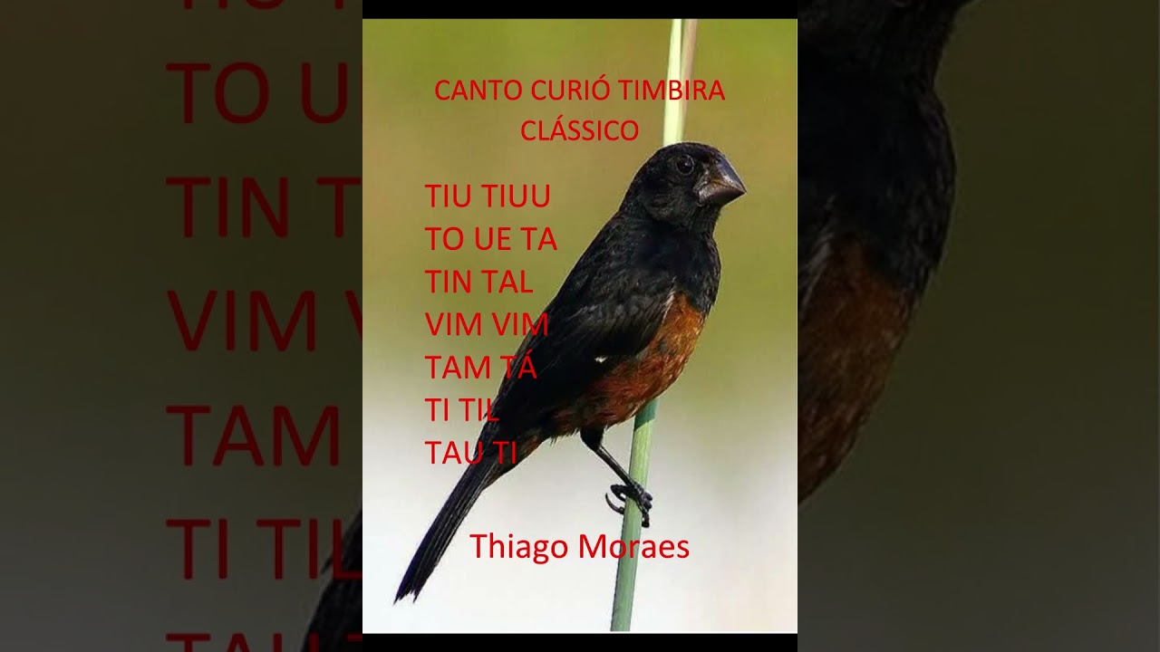 Canto Clasico Timbira Virado