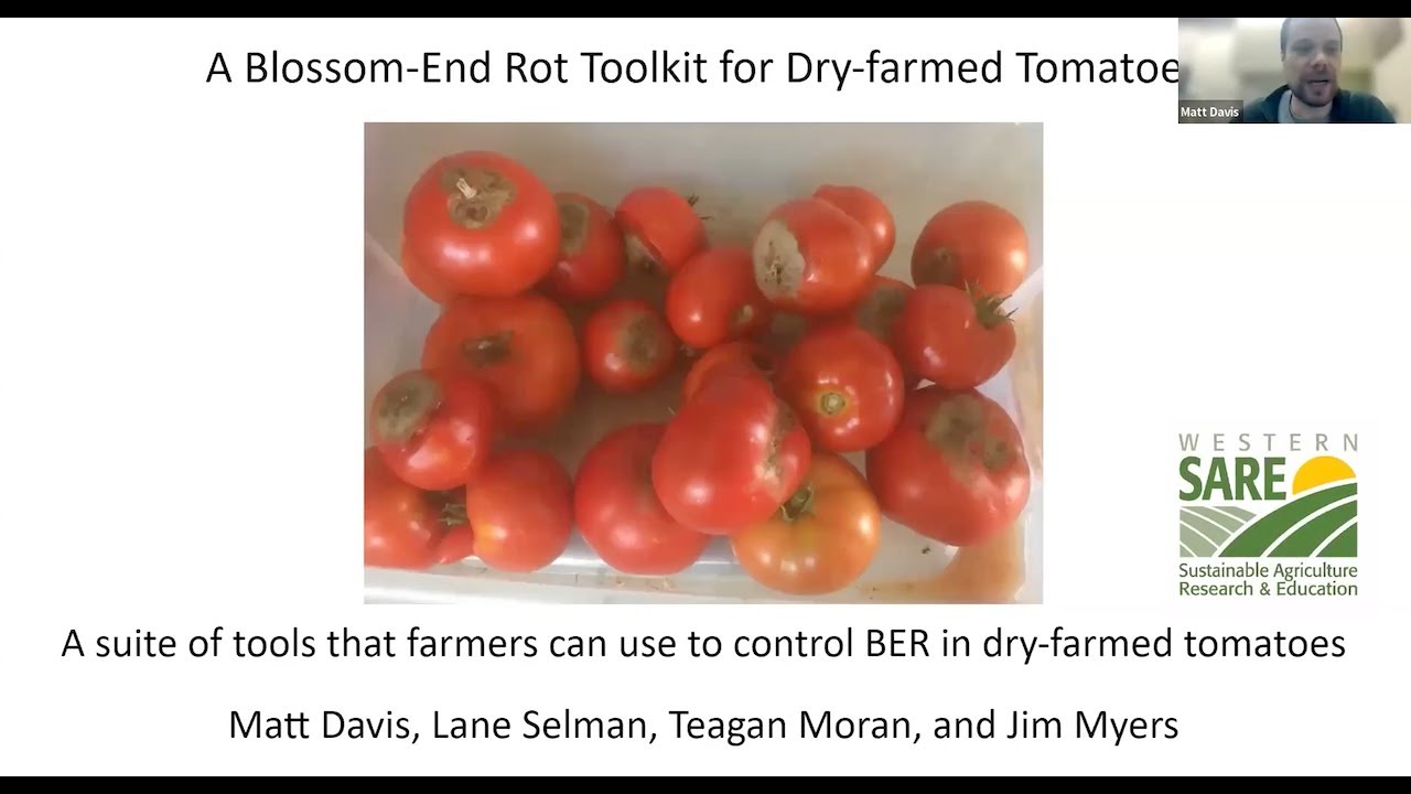 Blossom End Rot Tookit for Dry Farmed Tomatoes, Matt Davis