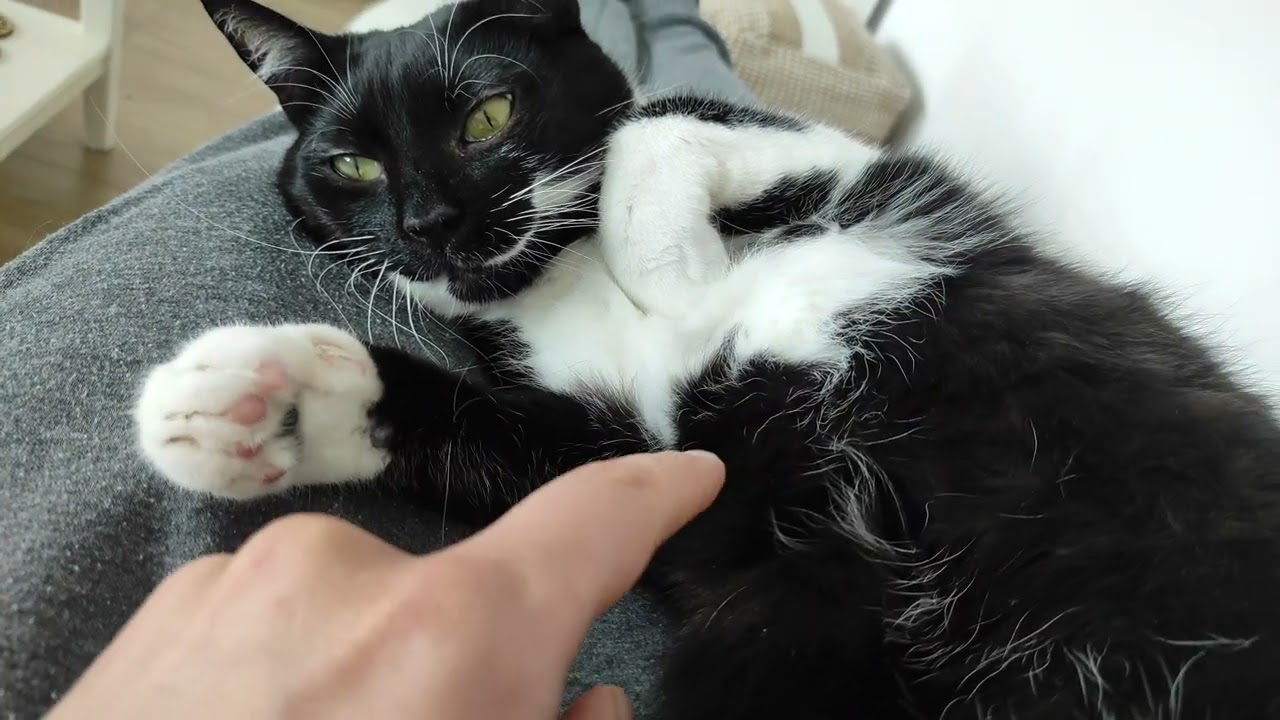 Cat logic: big belly rubs = no,  small belly rubs = allowed