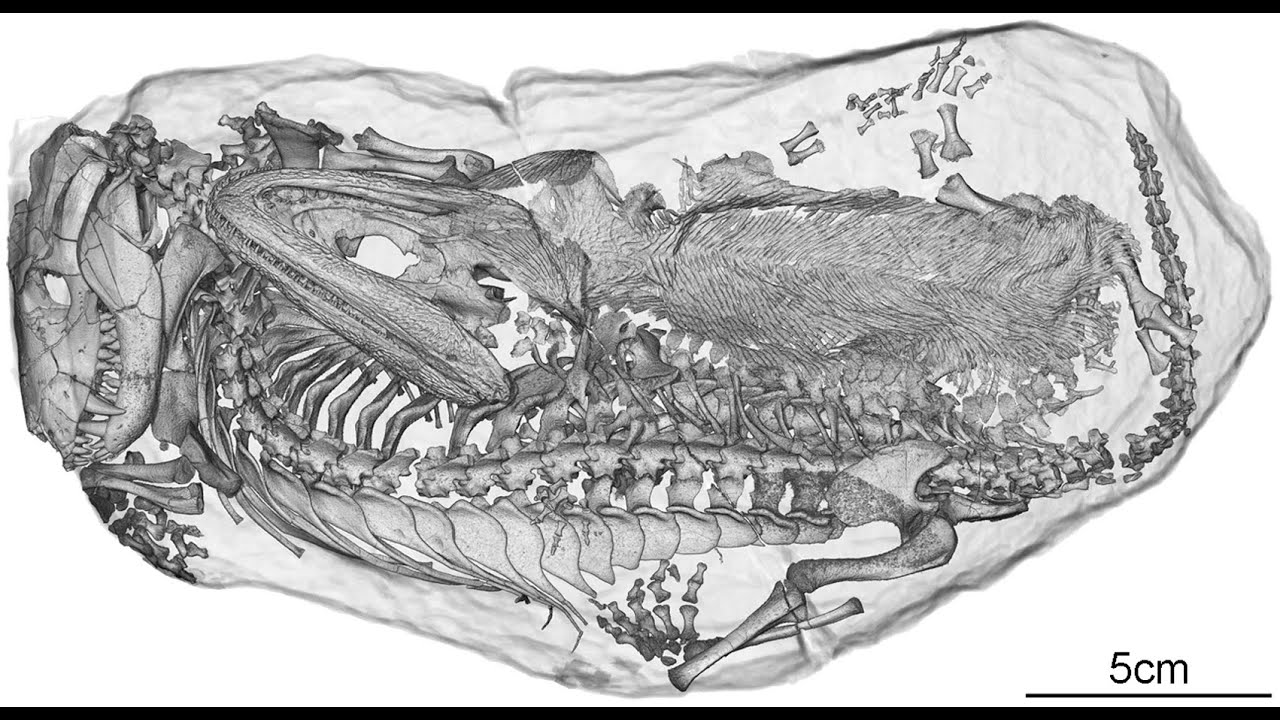 Combining morphological and DNA sequence data for phylogenetic analysis