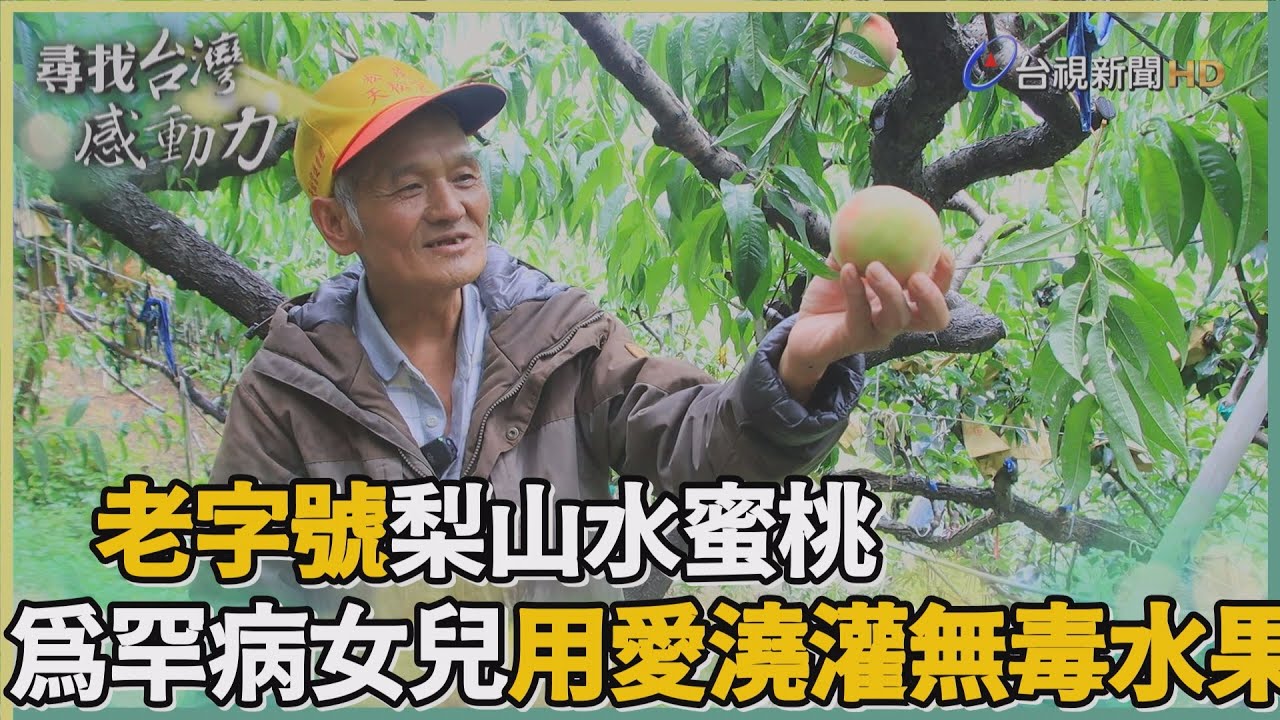 尋找台灣感動力-老字號梨山水蜜桃 為罕病女兒種水果