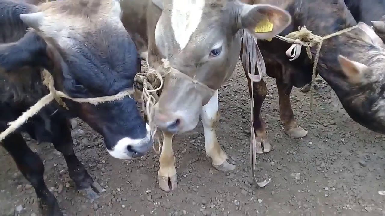 qazax mal qoyun bazari 2020
