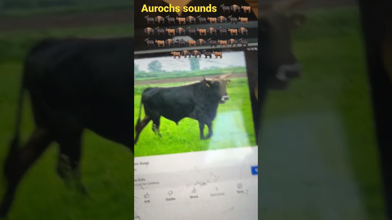 Aurochs