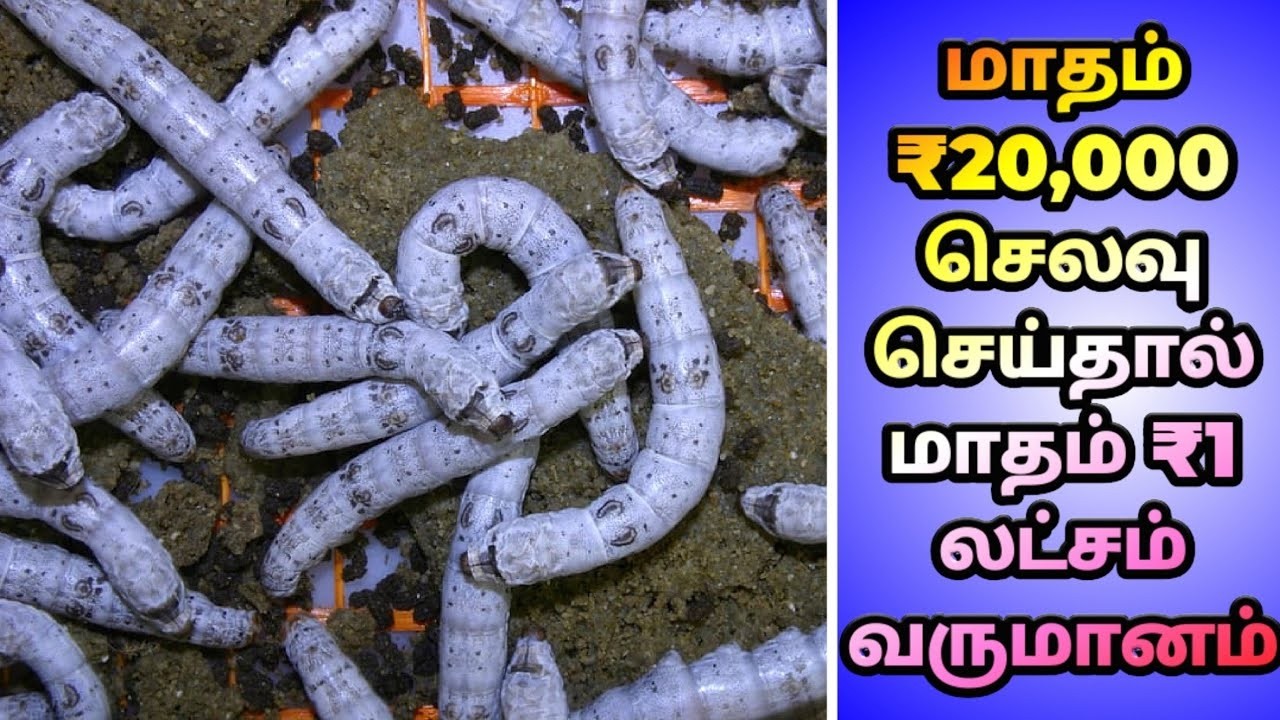 20 நாட்களில் அதிக வருமானம் தரும் ஒரே தொழில்  Business idea in Tamil Sericulture A Z
