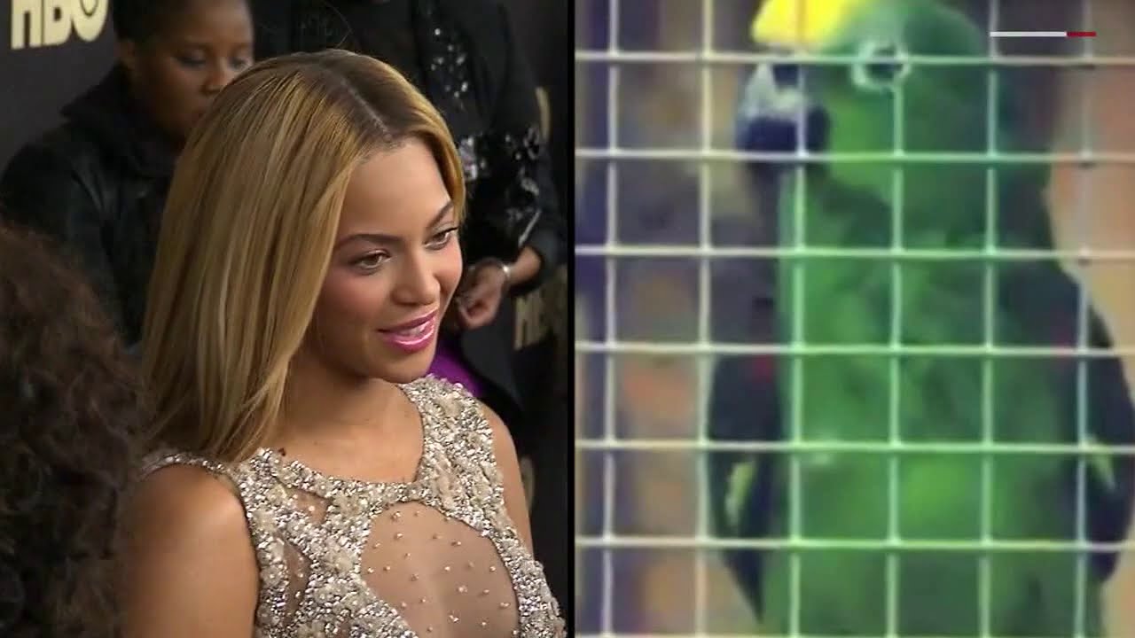 Parrot goes viral with flawless Beyonce cover