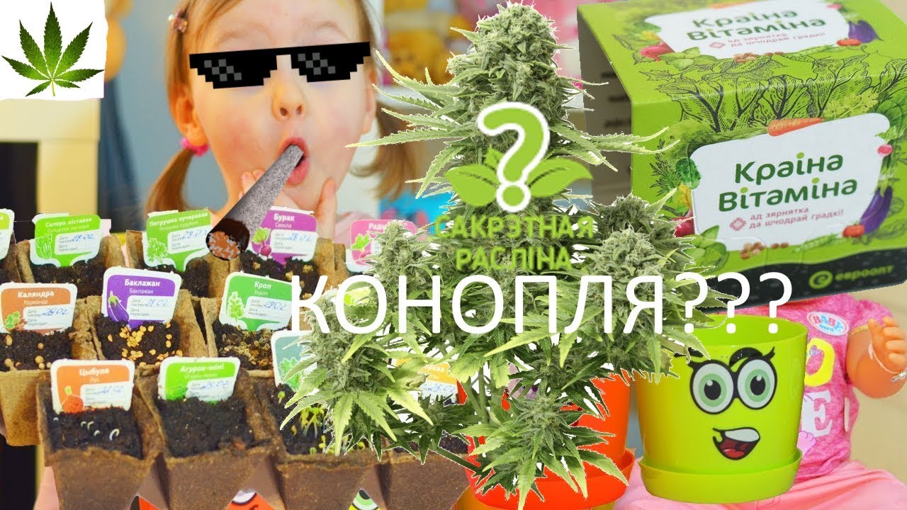 Краина Витамина Евроопт. Cекретное растение &mdash; КОНОПЛЯ? Краiна Вiтамiна. Сакрэтная раслина &mdash; КАНАПЛЯ?