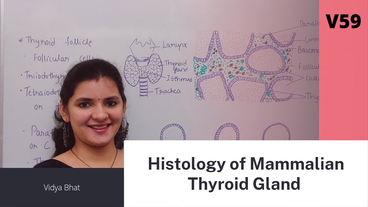Histology of Thyroid gland | parafollicular cells | Thyroid follicle | colloid | Thyroid histology