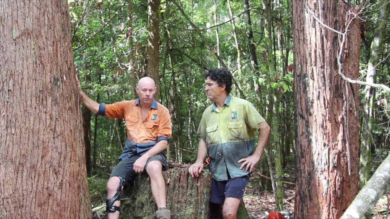Native Forestry: A Forest Wars Story