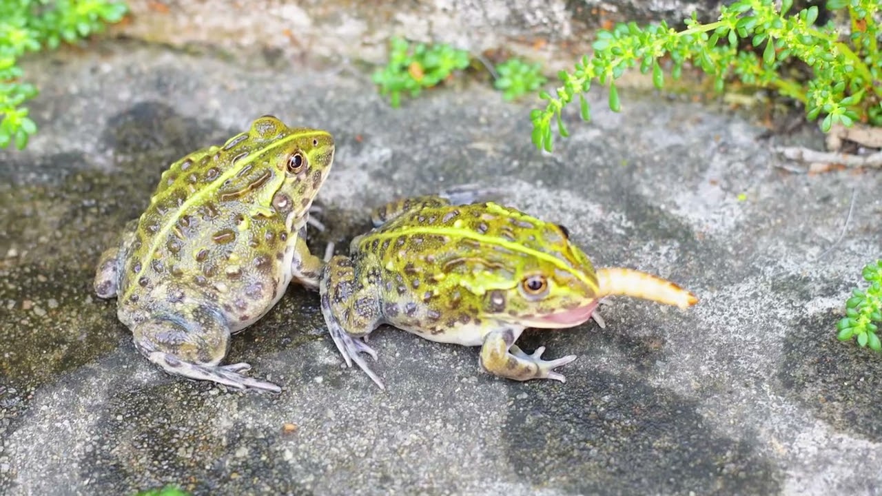 Unbelievable Appetite: African Bullfrog Eats Worms Nonstop，No Escape for Worms