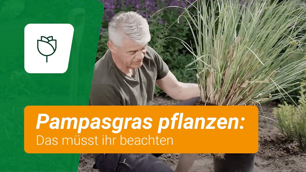 Pampasgras pflanzen: Das müsst ihr beachten