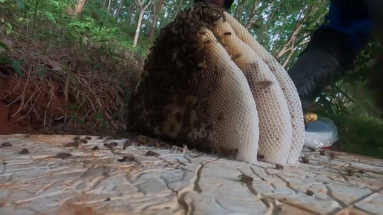 ผึ้งป่าผึ้งดินผึ้งโพรง Honey Hunt Season🐝์Numkiwbard คนหาผึ้งดิน BeeHoney Hunt 2026