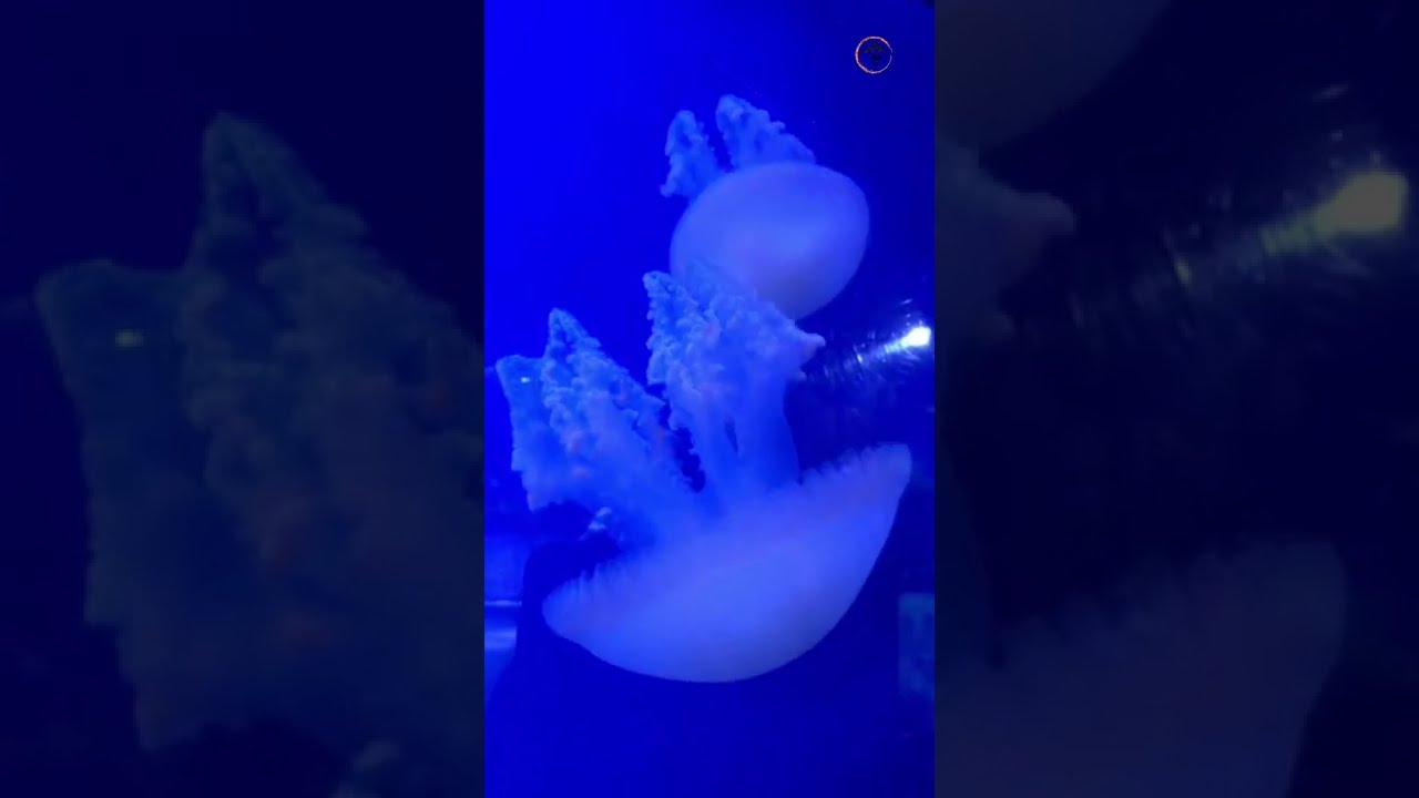 Jellyfish  
