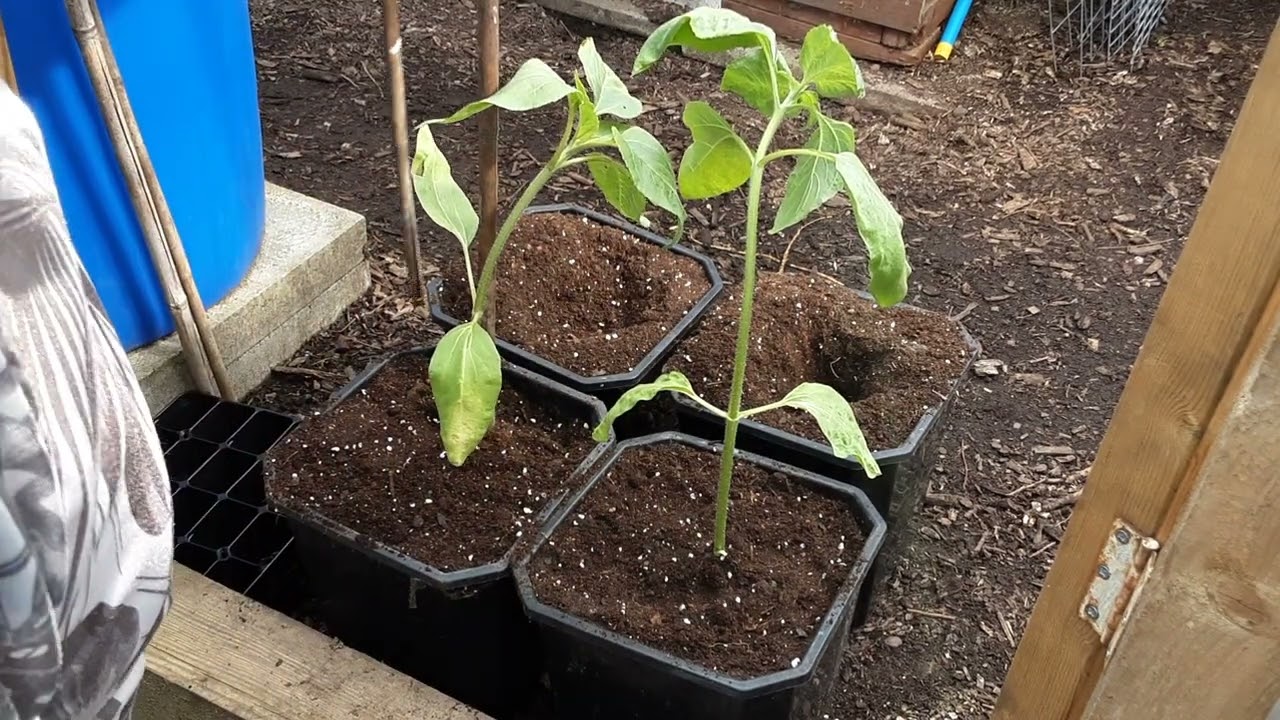 #sunflowerhigh22 🌻 Potting Them Up 🌻 @WILLITGROW  🌻 Recycling Wheelbarrows For Free