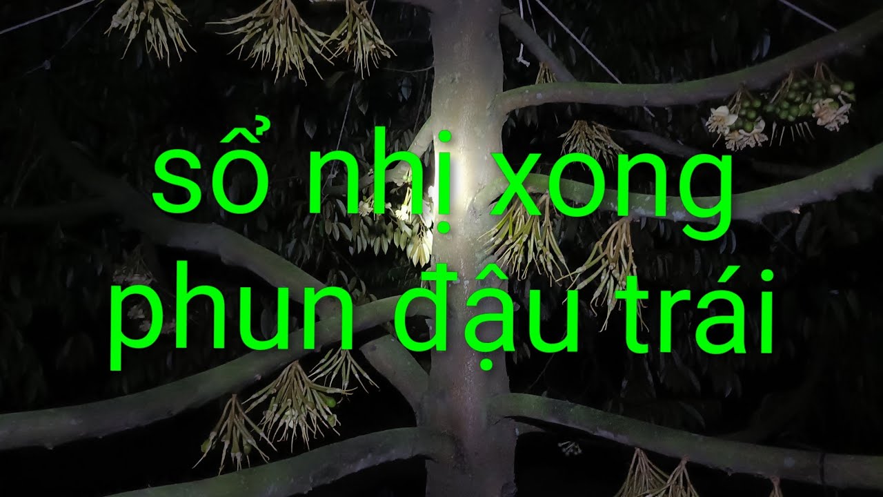 phun bộ đậu trái và chống rụng + kẽm cho xanh trái chạy nhanh hơn. Út hiền 0978603449