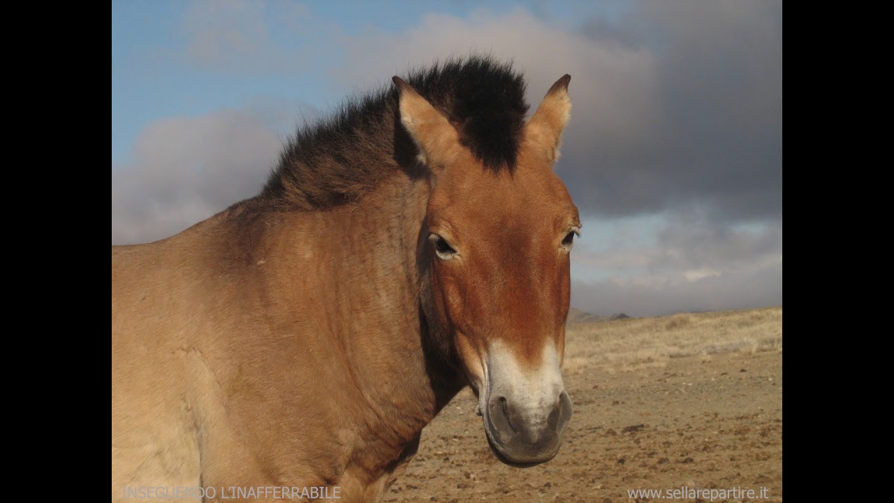 Ballata del cavallo di Przewalski