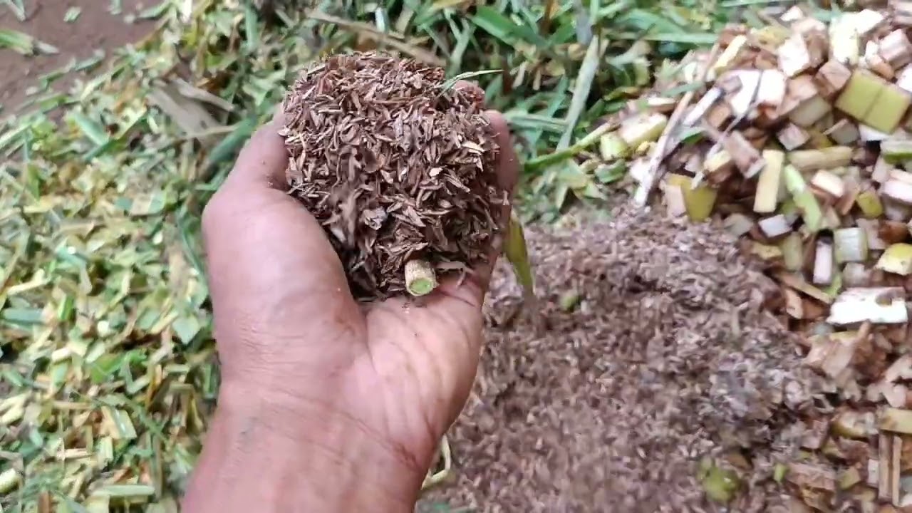 Cara membuat kompos ala kebun sendiri😁