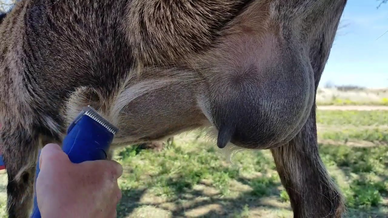 Milk Shave - Clipping The Udder For Cleaner Milking!