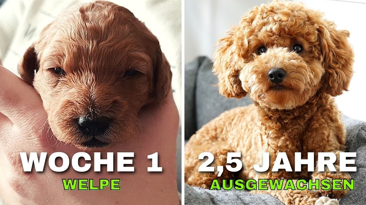 Zwergpudel wächst auf - Woche 1 bis 2,5 Jahre - Tägliche Aufnahmen - Zwergpudel Welpe & Ausgewachsen