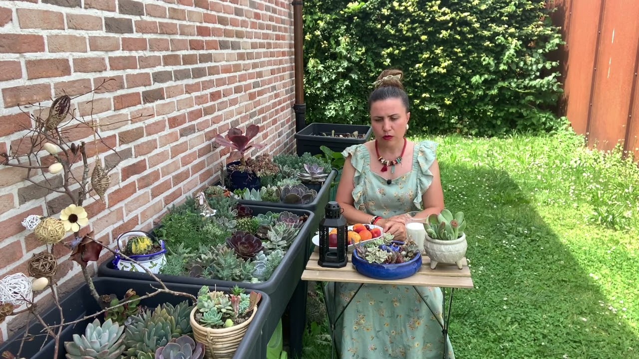Sıcak havalarda sukulent ve kaktüs bakımı anılar anılar … #vlog #kaktüs #sukulent #cactus
