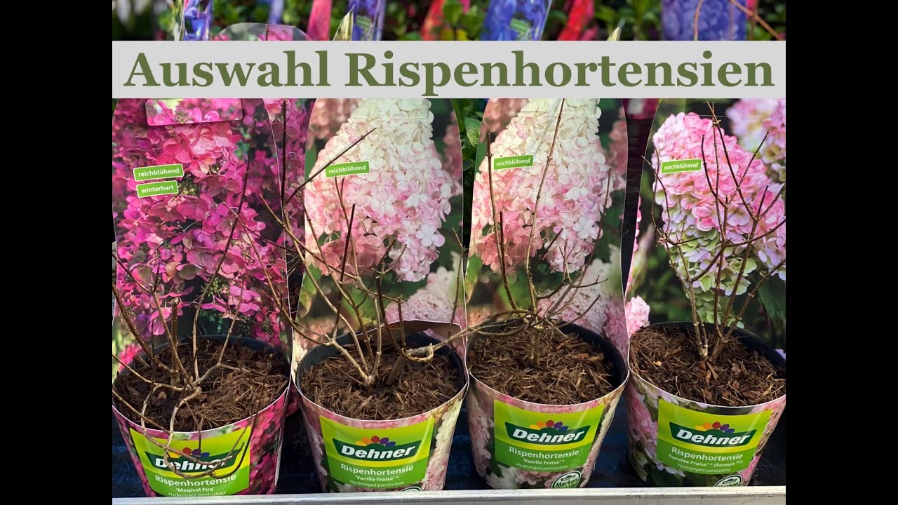 Season Start beim Dehner. Welche Sorten Rispenhortensien bekommen wir Anfang März?