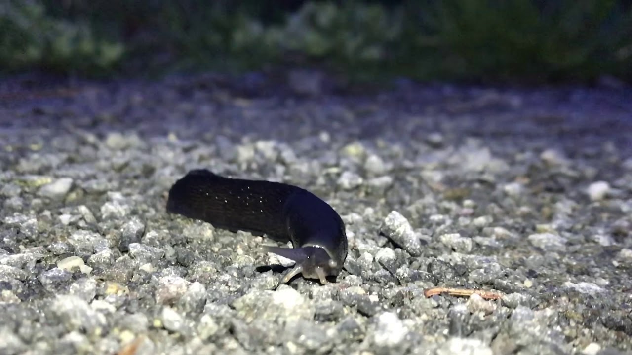 Svartkj&oslash;lsnegl / Limax cinereoniger
