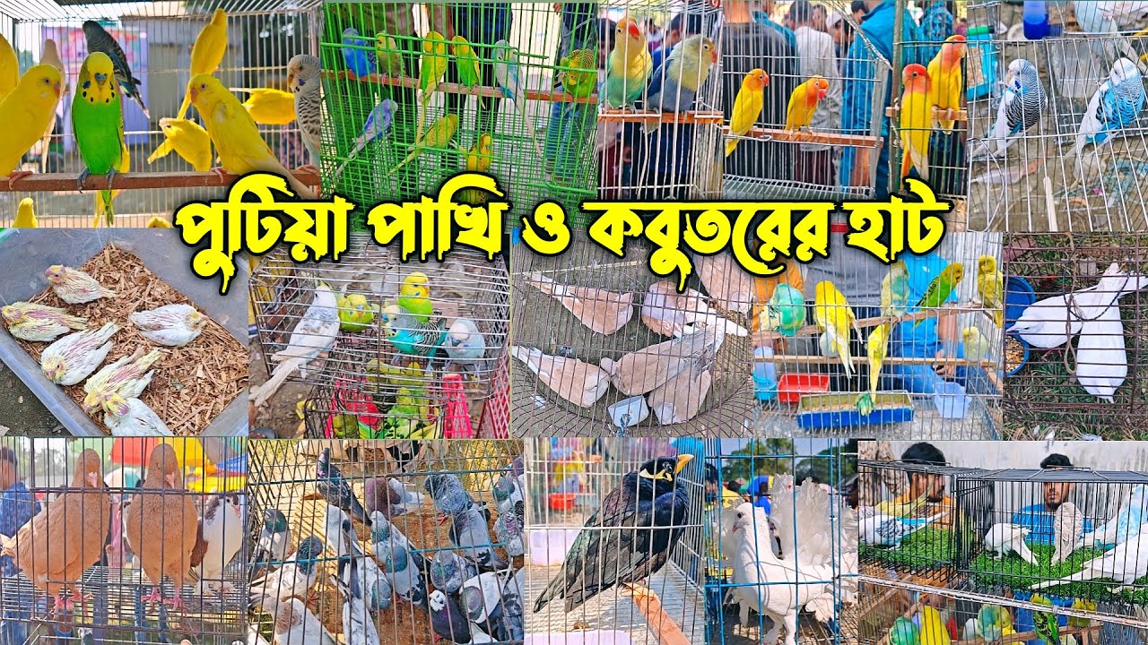 জমজমাট নরসিংদী পুটিয়া পাখির ও কবুতরের হাট
