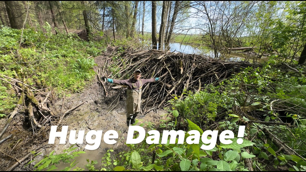 Impact Of The Beaver Dam!