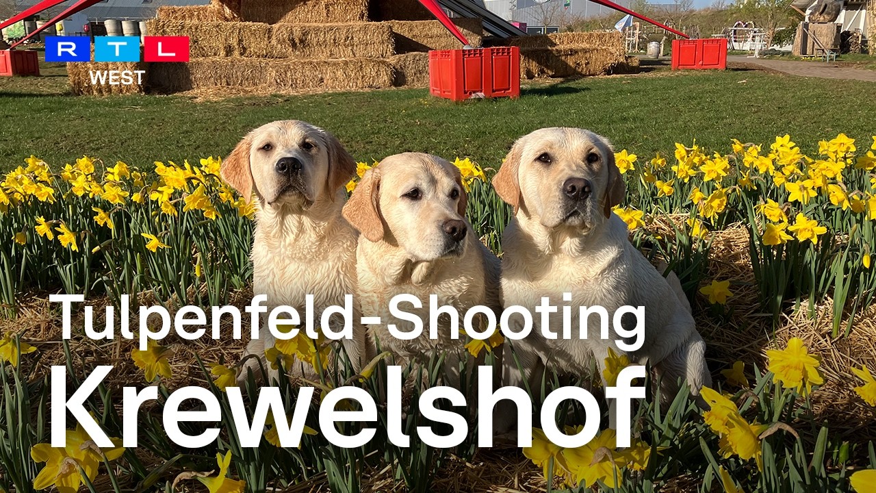 200.000 Tulpen bei Krewelshof in Mechernich | RTL WEST