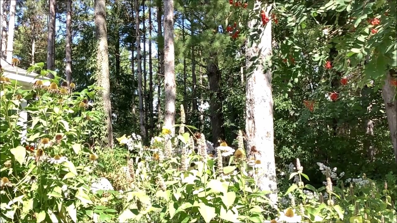 Soft Wind Blessed Moment Garden Plant July 2024