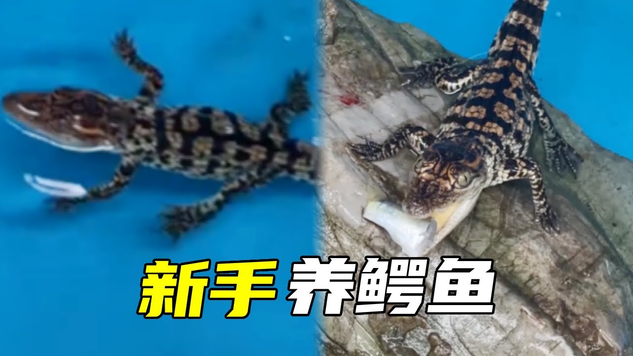 新手养鳄鱼，怒砸千元买鱼缸，结果鳄鱼却怎么也不进食！【鲁伟学长】