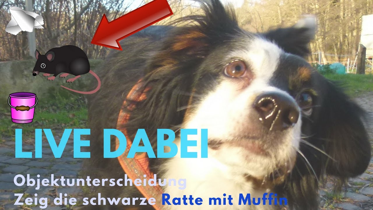Hund lernt Objekt von anderen zu unterscheiden | LIVE-Training Mein lieber Hund