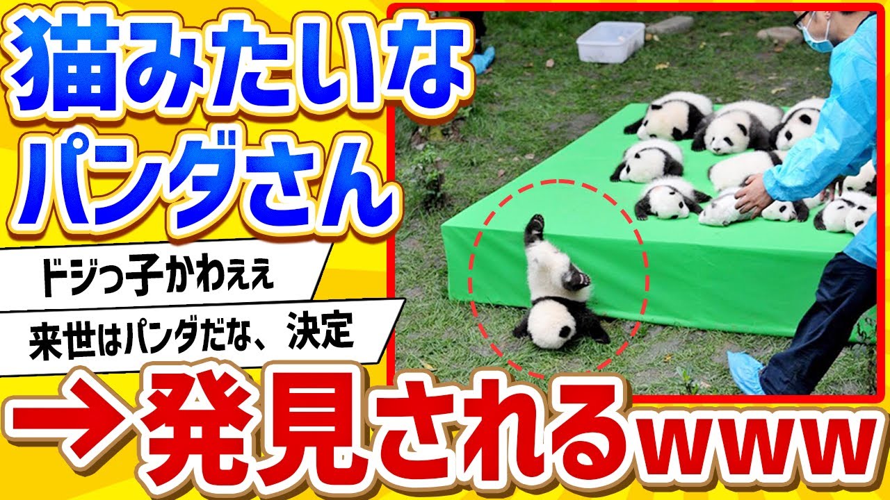【2ch動物スレ】【もはや猫】パンダかわいすぎワロタｗｗｗｗｗｗｗｗｗｗ