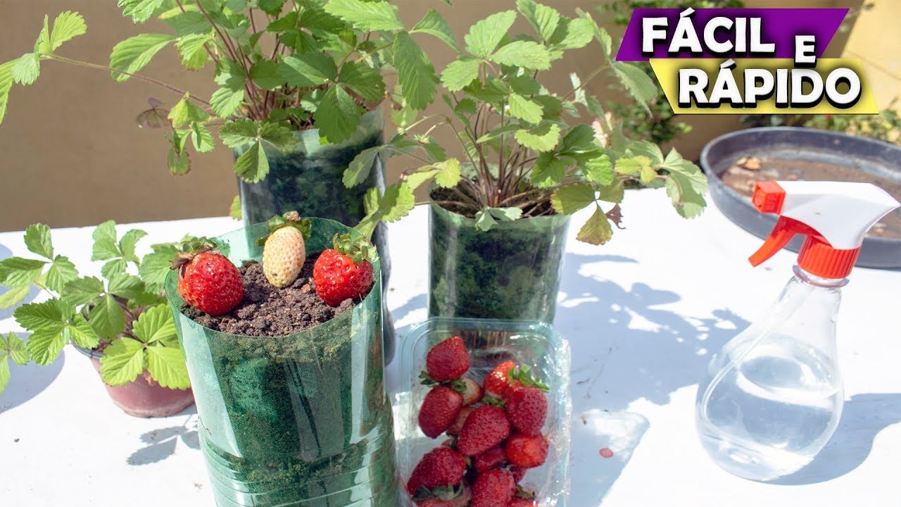 Como Plantar Morango da Fruta (3 FORMAS EFICIENTES E FÁCEIS)