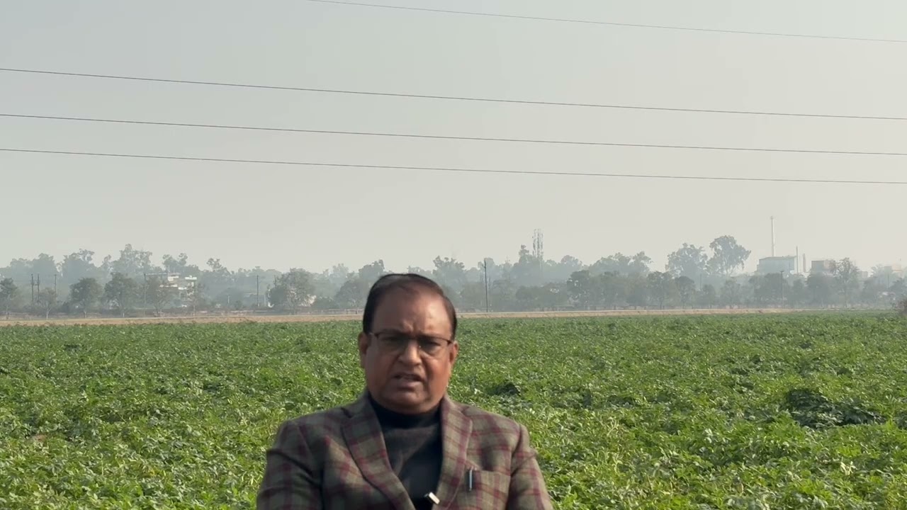 आलू फसल को पाले से कैसे वाचायें 