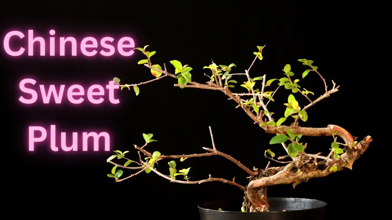 Chinese Sweet Plum. Sageretia theezans. I found 3 plums!