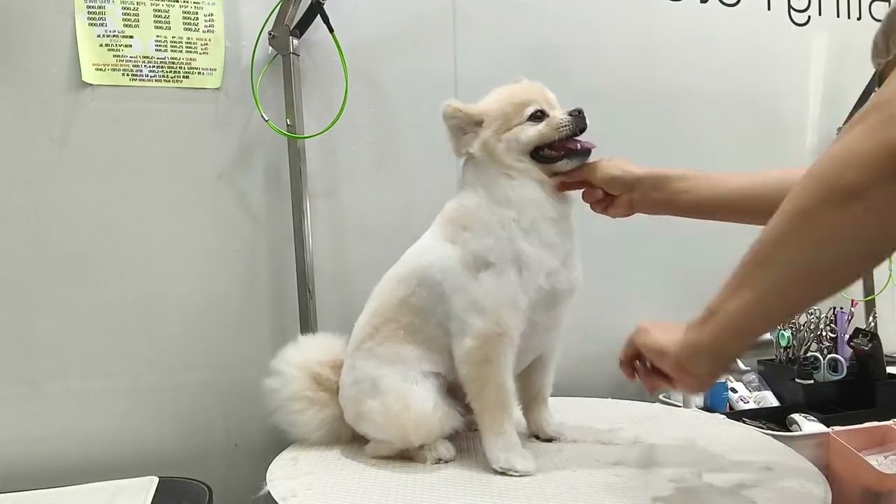 포메가위컷